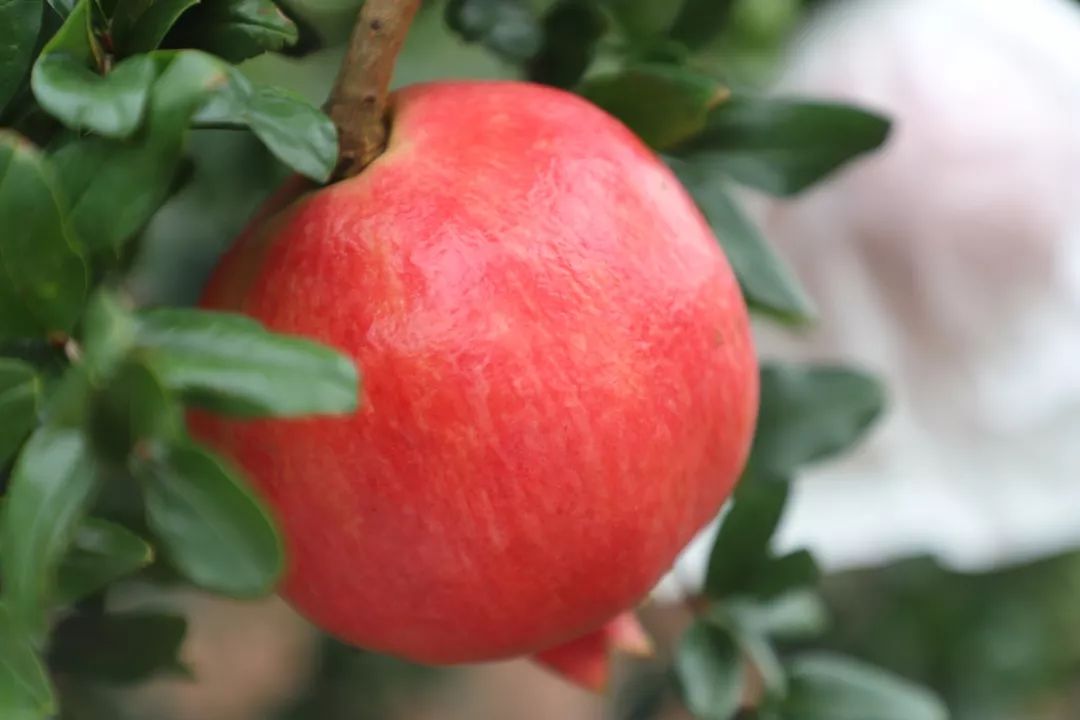 2岁多小孩吃石榴不吐籽,孩子吃石榴不吐籽有危害吗