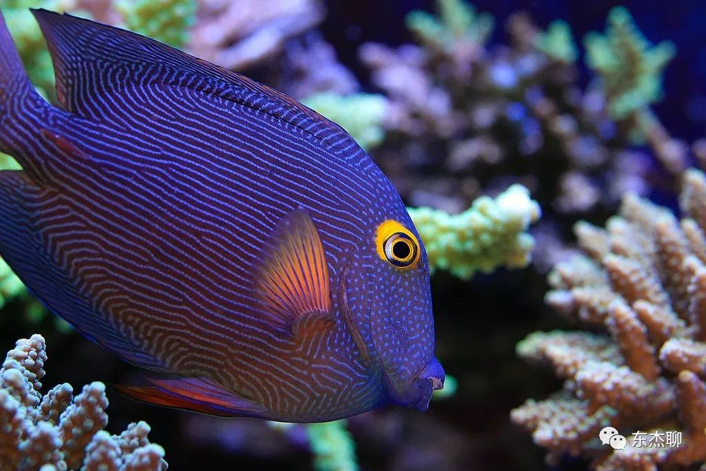 哪些海水鱼可以在淡水中养,哪些海水鱼能释放电压