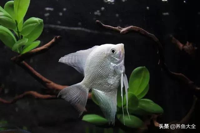 养鱼的鱼缸家里没有怎么办,养鱼没地方放鱼缸