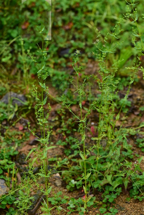 山飘儿草,见过吗?对耳鸣耳聋有一定疗效