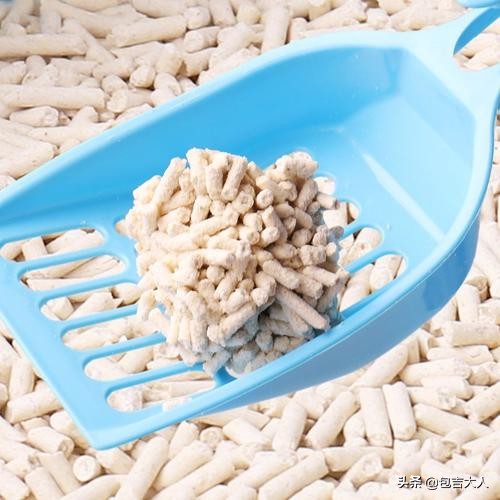 万字长文,分享自己养猫的真实经验,只愿每一只毛孩都能获得善待