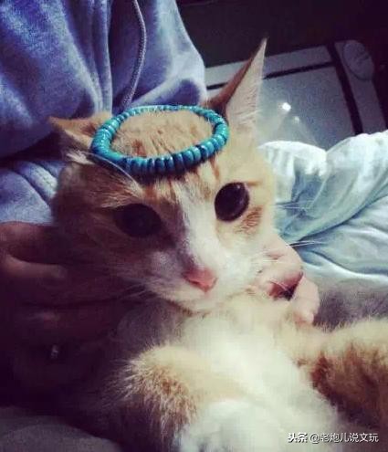 冬天了宠物这一身长毛千万别浪费，手串盘起来！