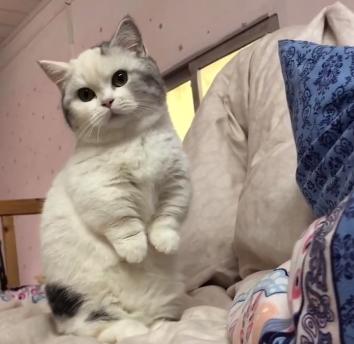 猫咪胀气和猫传腹有什么区别,猫咪肥胖还会有原始袋么