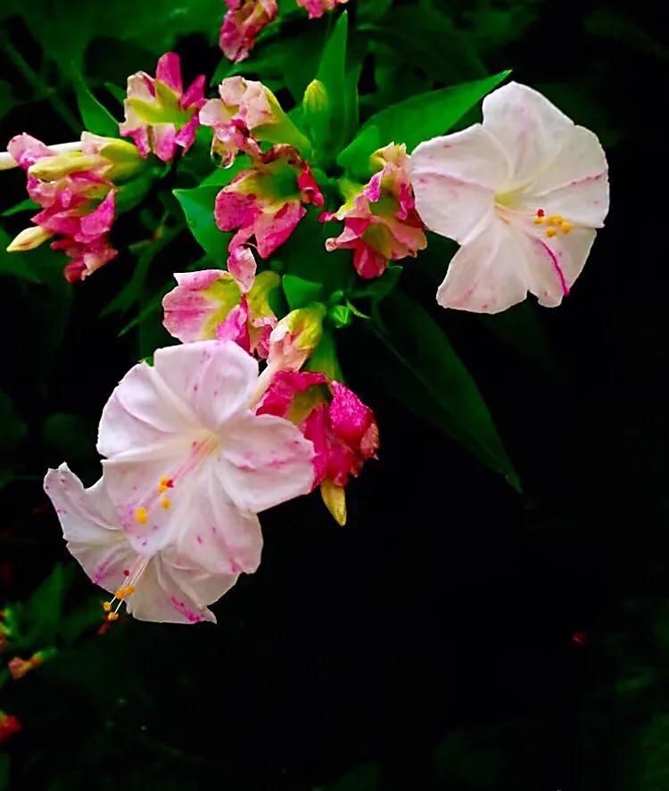 紫茉莉花色,紫茉莉的花朵有香味吗