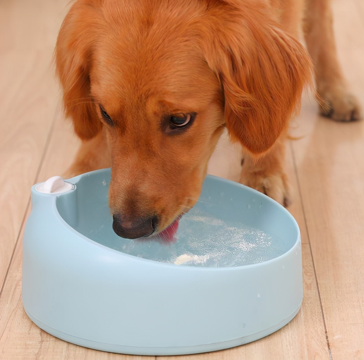 狗狗中暑的急救方法,狗狗中暑和解救方法