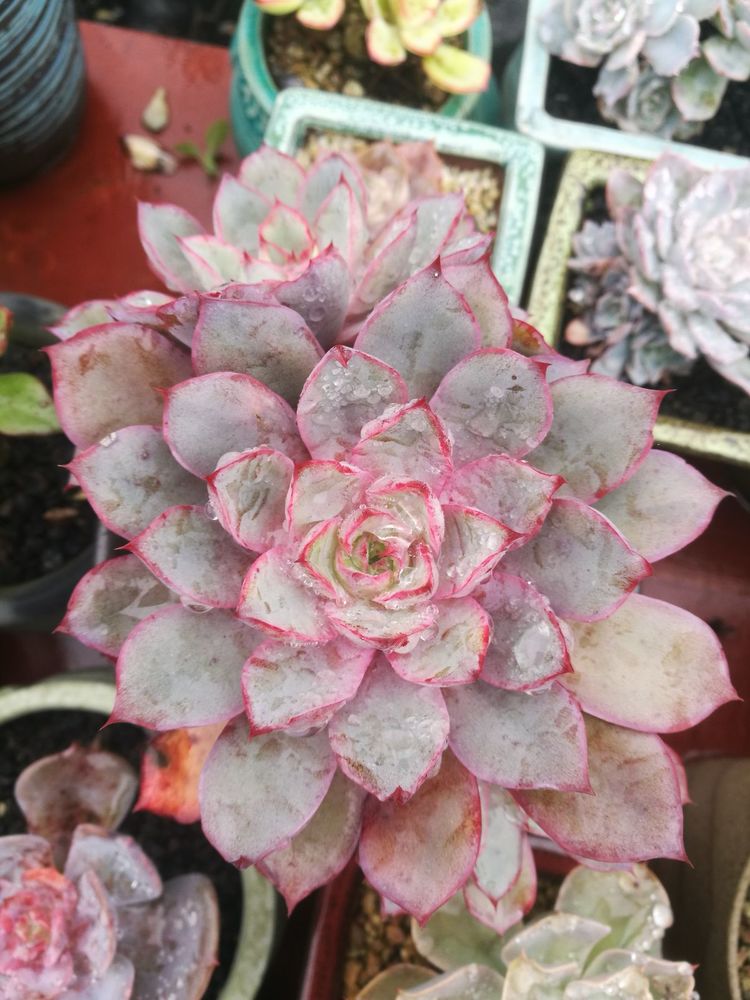 误打误撞的多肉情缘,带我走进多肉小世界!