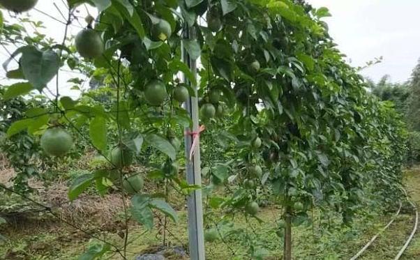 扦插的百香果怎么修剪摘心,盆栽百香果摘果后怎样修剪