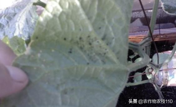 2021年温室大棚甜瓜种植技术,最好的大棚甜瓜种植方法