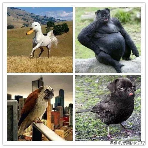 闲鱼神兽出售,闲鱼上买神兽靠谱吗