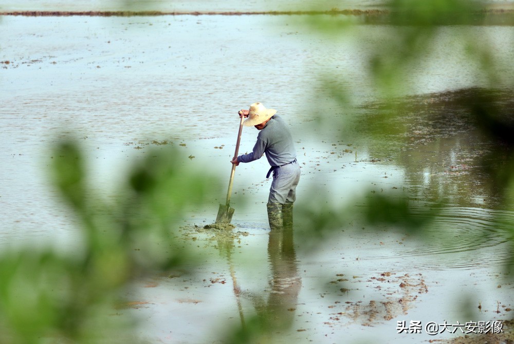 农村田里夜晚抓黄鳝,乡野农村抓黄鳝视频