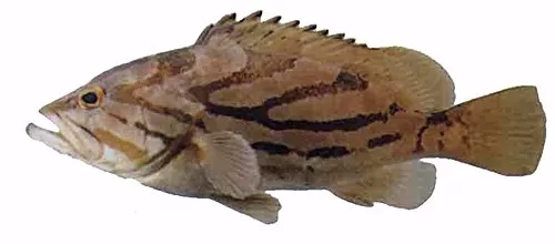 目前最顶级的海鲜鱼,世界上最顶级的海产鱼类