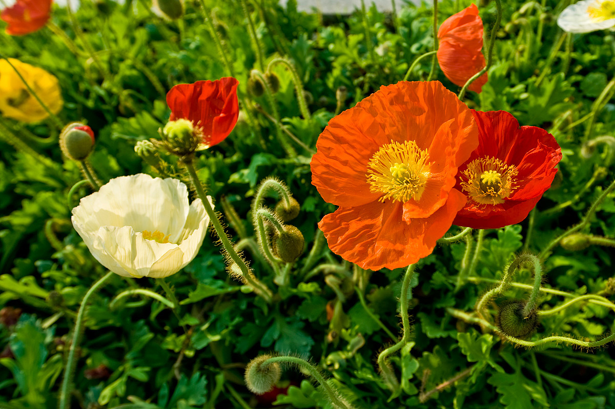 植物世界丨40款人见人爱的爆火花卉居然都是入侵植物，丢弃要犯罪