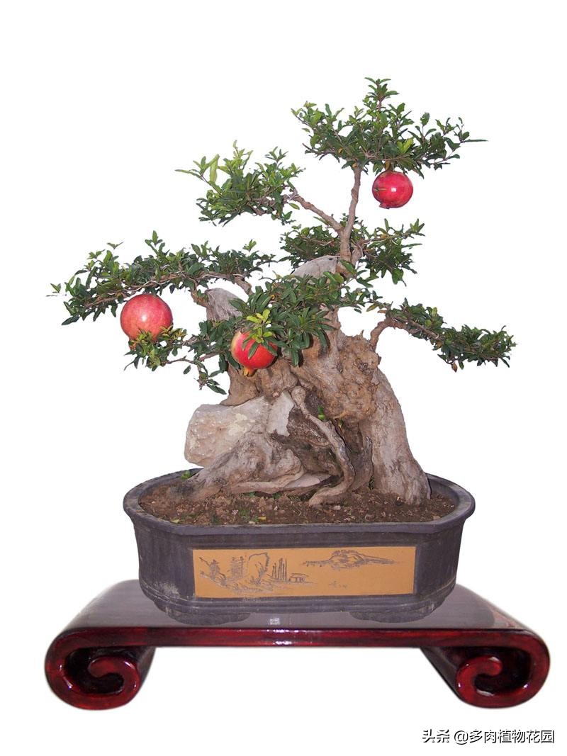 石榴树的养护知识,什么石榴树果子长得又大又甜