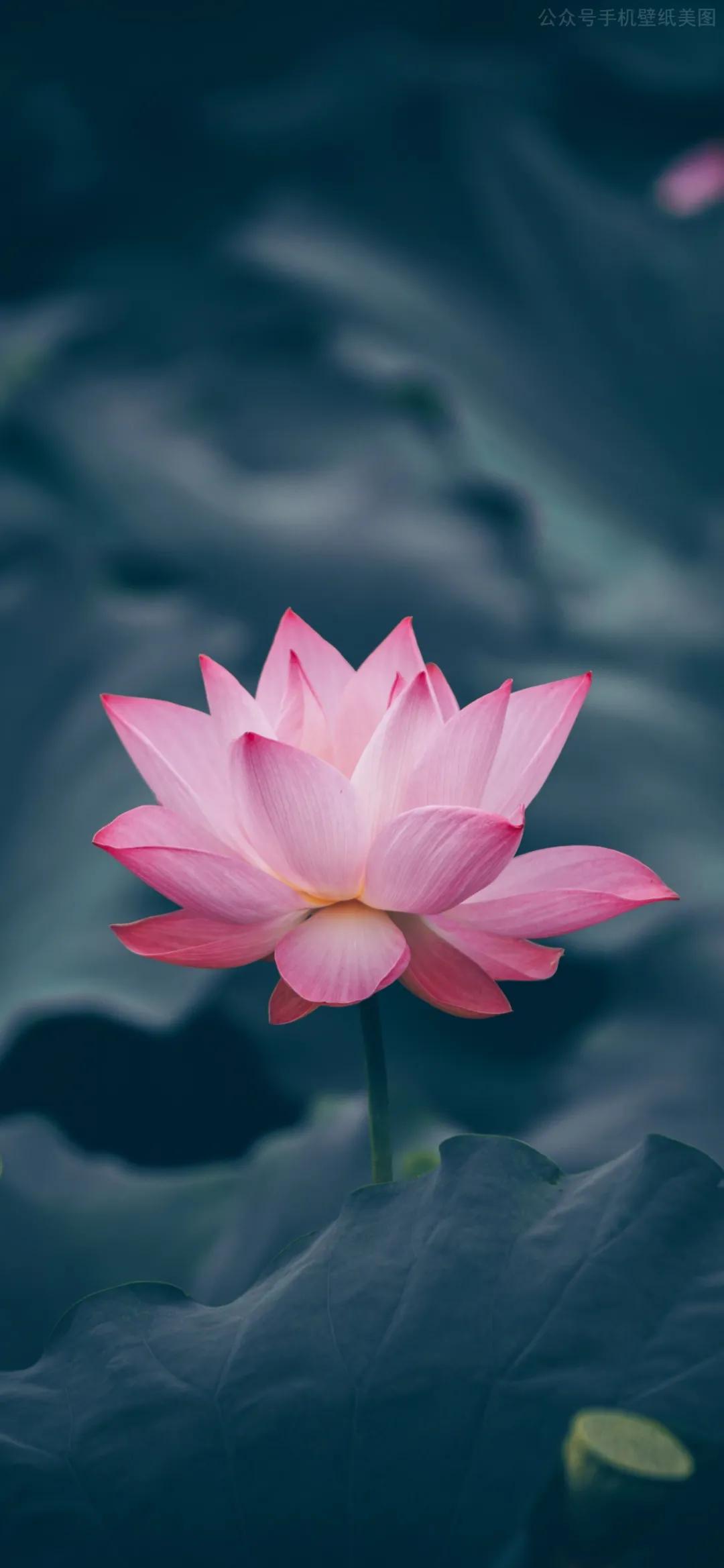 iphone壁纸,iphone壁纸官方