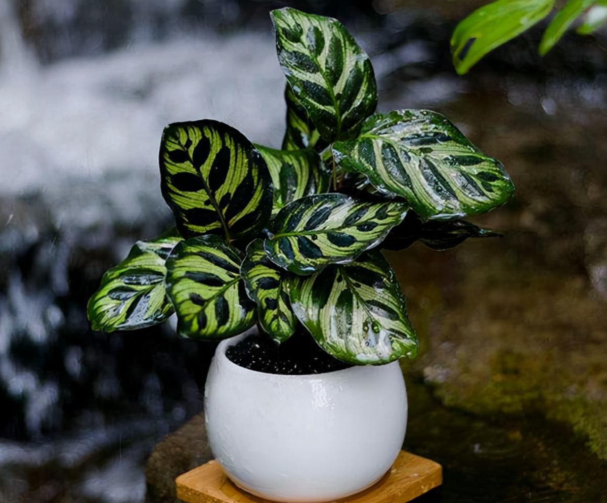 如何选择家中花卉植物盆栽,家庭常见的盆栽花卉的养护与管理