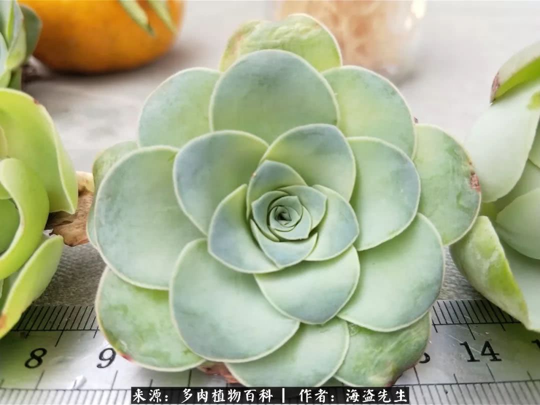 介绍多肉生长特点,多肉植物科普讲解图片视频