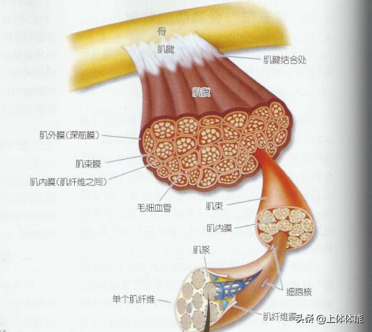 筋膜的秘密图片,筋膜的奥秘深度解析