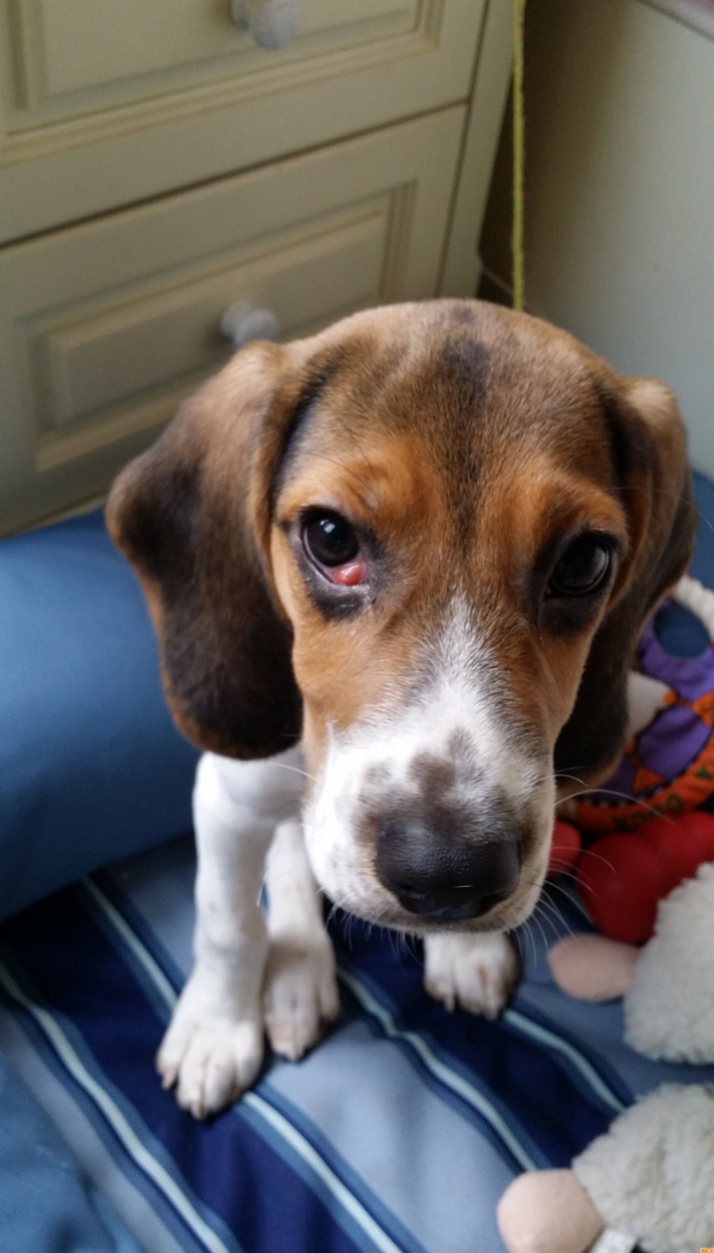 猫狗眼睑内翻矫正手术,猫第三眼睑增生手术费用