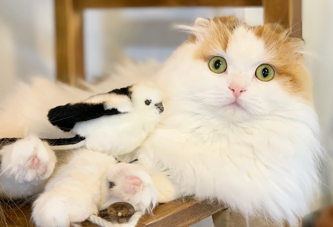 给猫咪按摩的重要性,给猫按摩对猫有好处吗