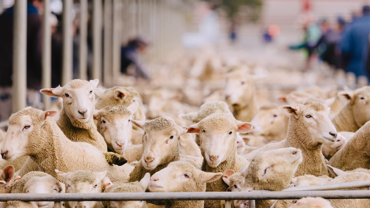 澳洲船员感染新冠，几万只绵羊被就地处理，导致澳洲羊肉价格下降