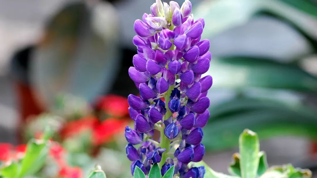 50种鲜切花花语,每个花艺师都要知道