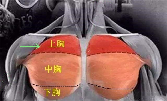 胸肌如何不下垂,胸肌上部不够怎么锻炼
