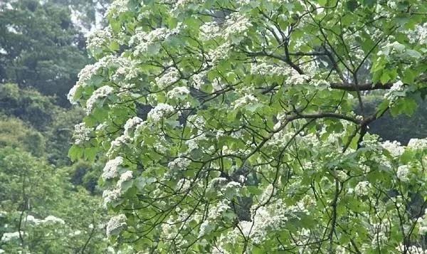 从刷涂料到乳胶漆的过程,桐油漆与水性油漆的优缺点