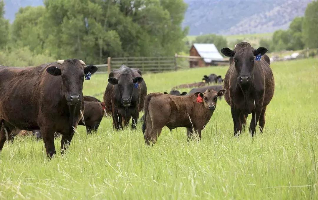 被鱼胶原蛋白骗惨的中国女孩，别再执迷不悟了