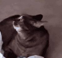 为啥剧烈运动一会全身发痒,洗完澡身上突然起红点不痛不痒