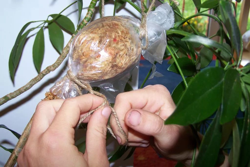 繁殖家里的木本绿植，可以尝试一下高枝压条法