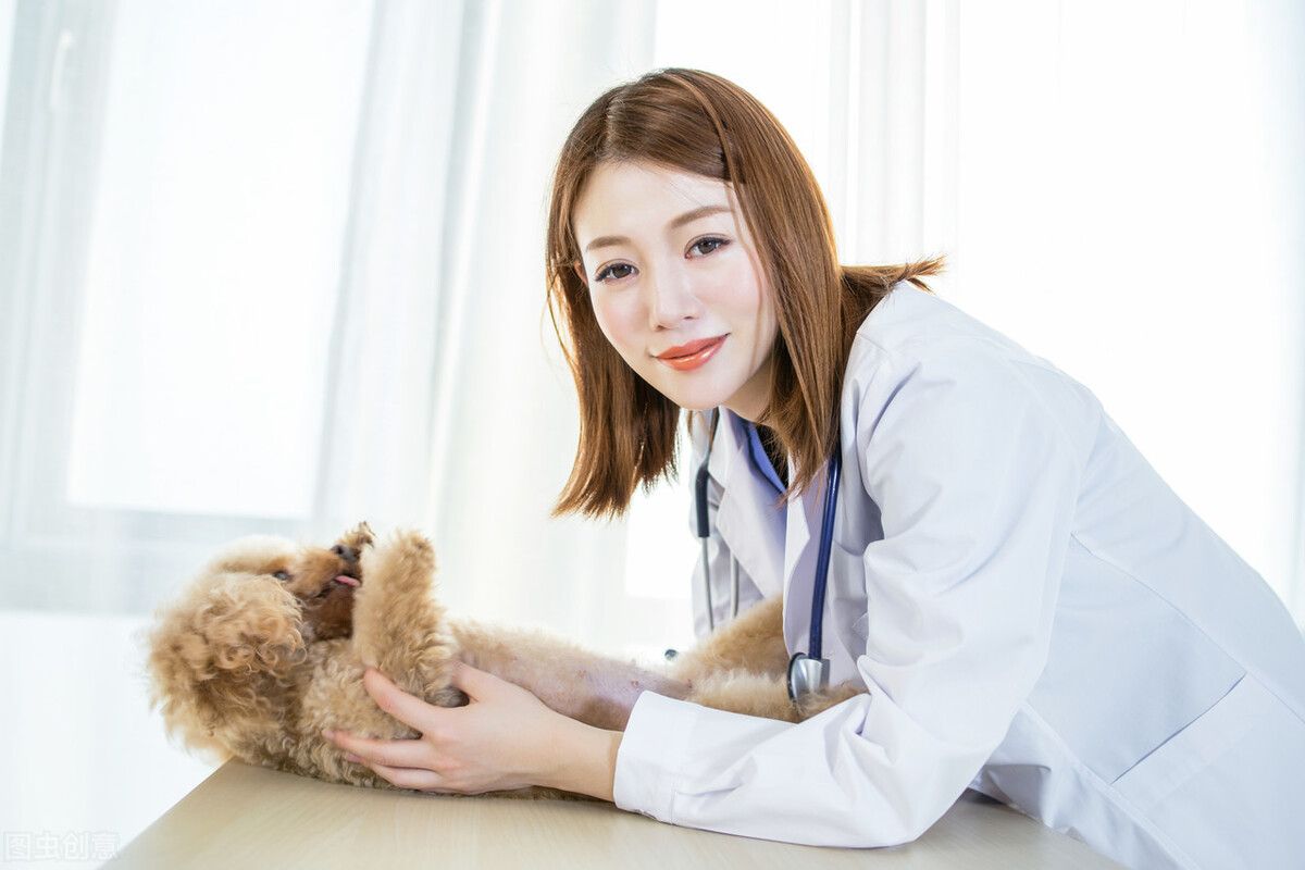 宠物犬得了虱子怎么办？狗狗得虱病的原因以及治疗方法等