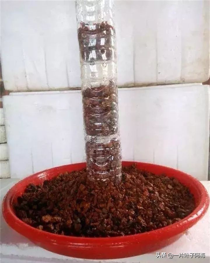 绿萝为什么叶子越来越小,绿萝为啥叶子越养越小