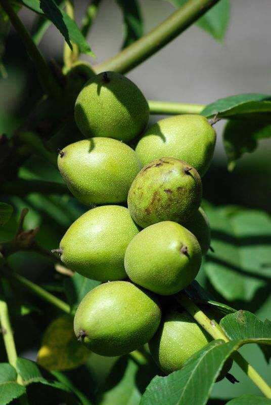 中药材核桃仁,野生核桃楸子