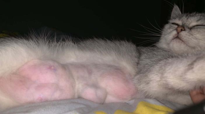 猫咪乳腺溃烂会自己好吗,猫咪乳腺有结节病变