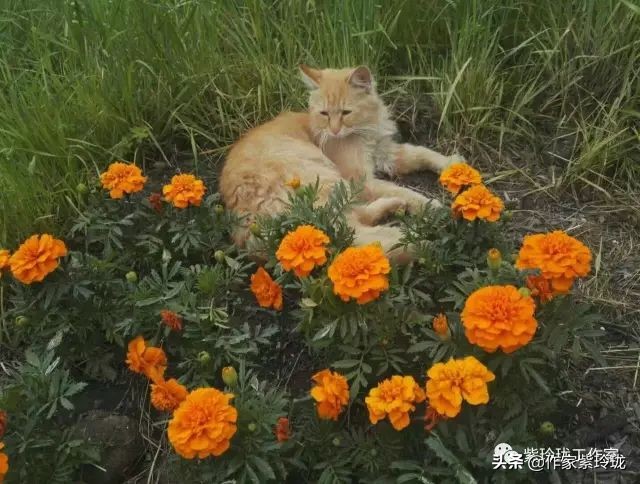花间奔赴，猫有一个相思海