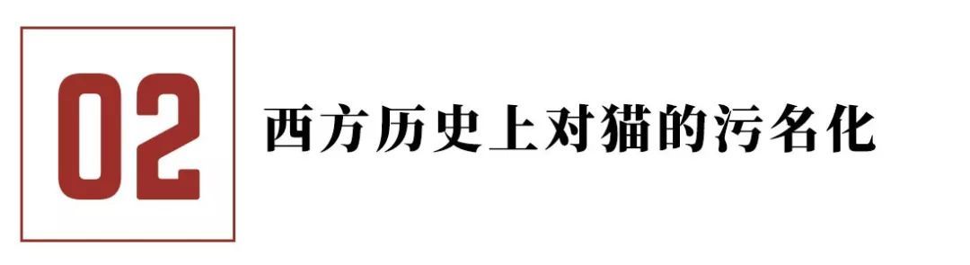 猫咪的迷惑行为历史版,可爱的猫咪黑历史