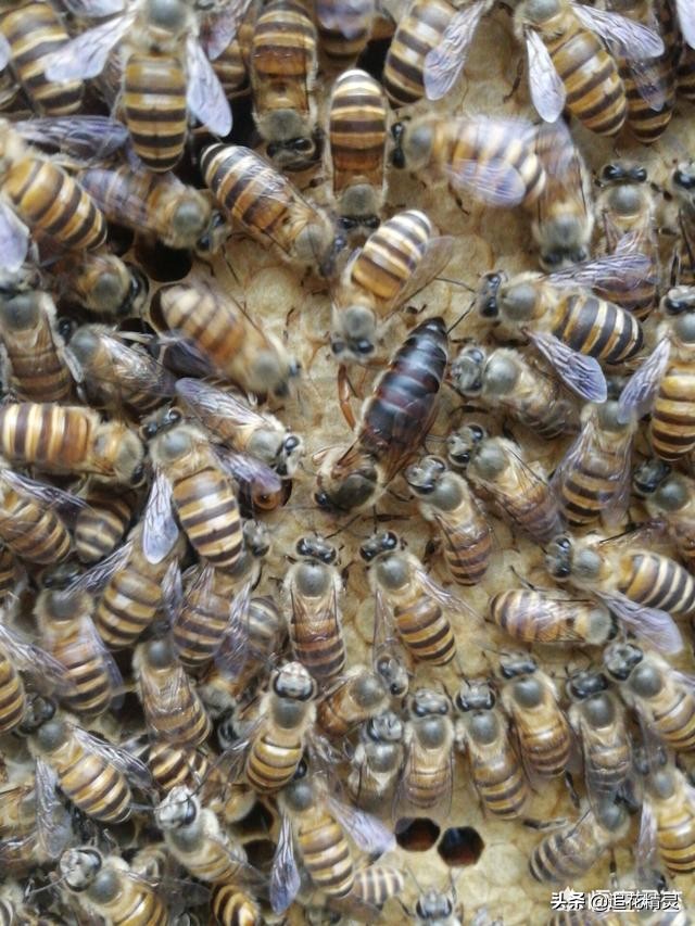 养蜂不能想当然的干,自作聪明往往犯错