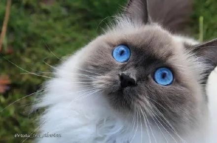 猫咪的眼睛好漂亮,猫咪的眼睛为什么又大又好看