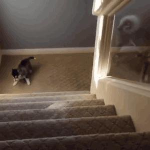 金毛哈士奇萨摩阿拉斯加,哈士奇阿拉斯加萨摩拉雪橇视频