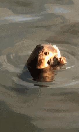 每日一笑二十四期,每日一笑深度解读