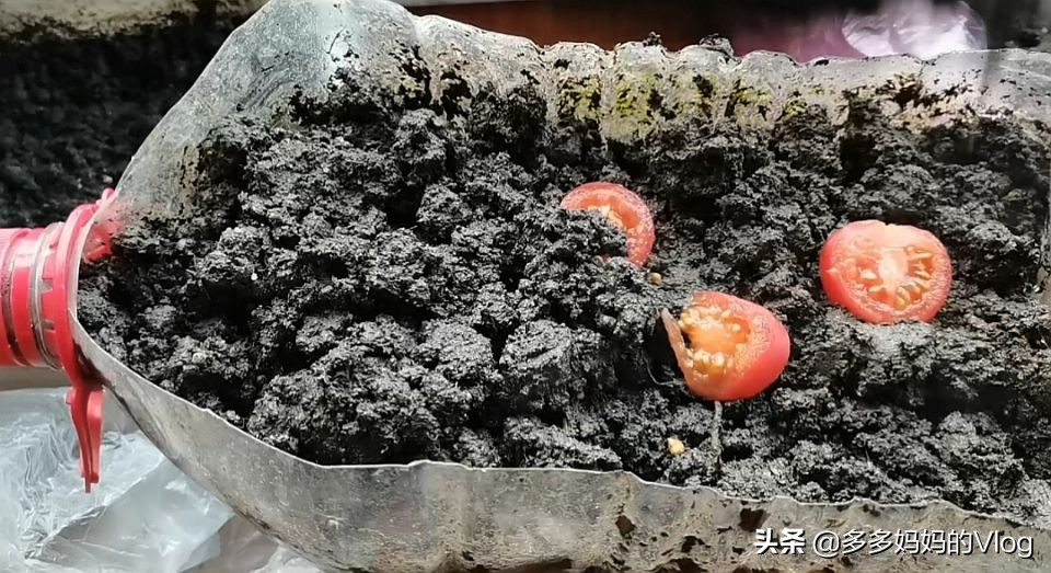 用没熟的小番茄种小番茄,用新鲜番茄的时候可以种植番茄吗