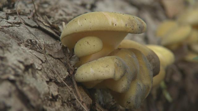 抚松县原始森林,吉林抚松森林