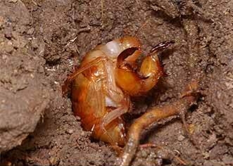 今年知了猴还能吃吗,野生动物保护法知了猴还能吃吗