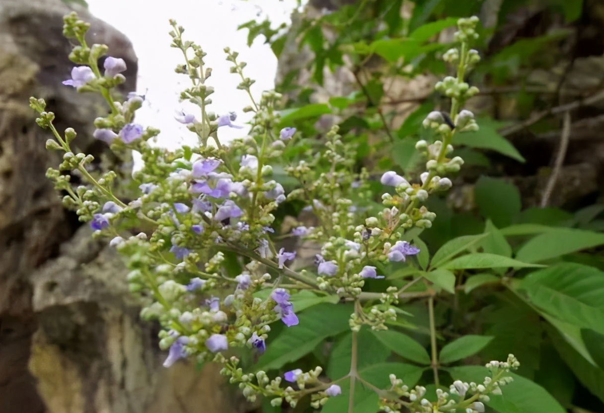 端午碱水凉粽制作方法,端午节碱水粽子做法