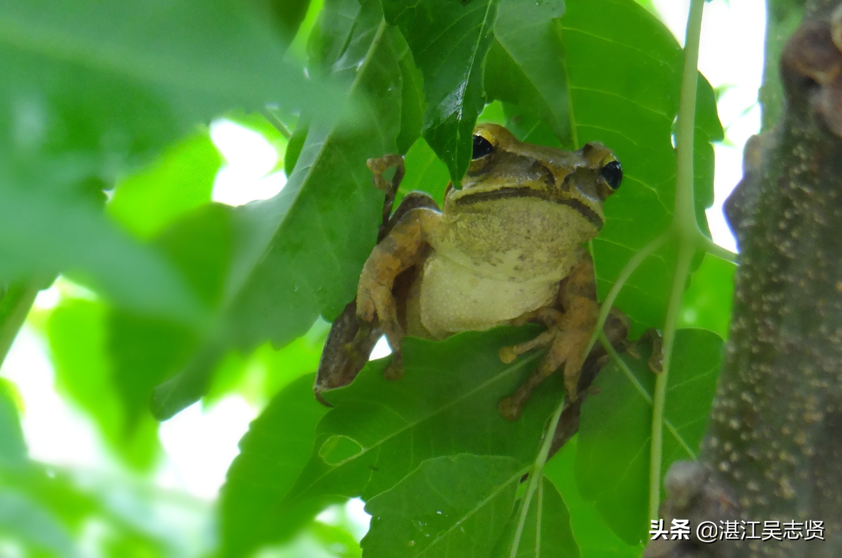 蛙怎样繁衍的全过程,蛙如何交配繁殖后代