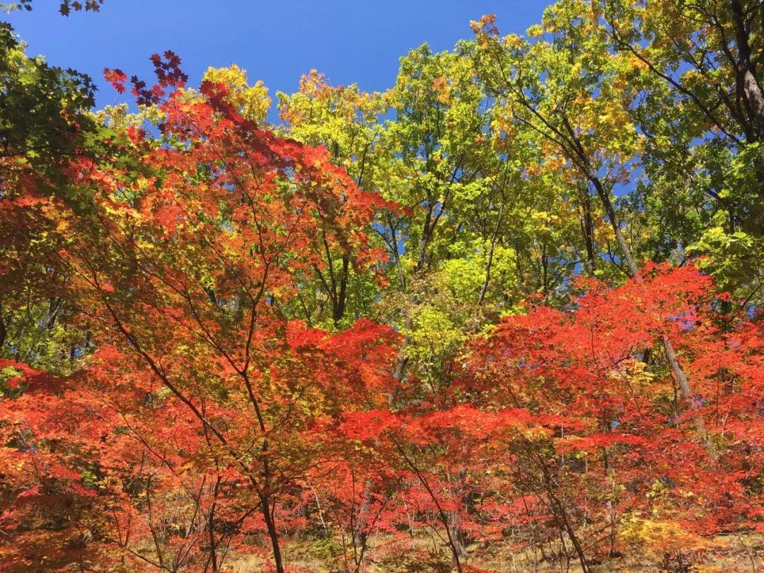 秋天来本溪赏枫叶,醉美枫叶季
