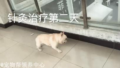 被遗弃的小法斗,法斗被遗弃