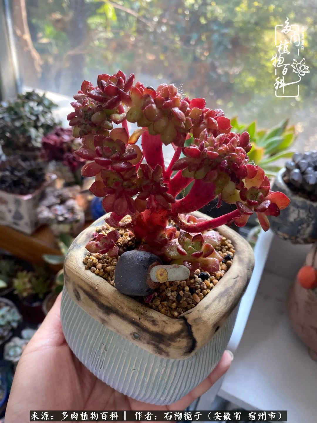 治愈系多肉：何以解忧，唯有多肉