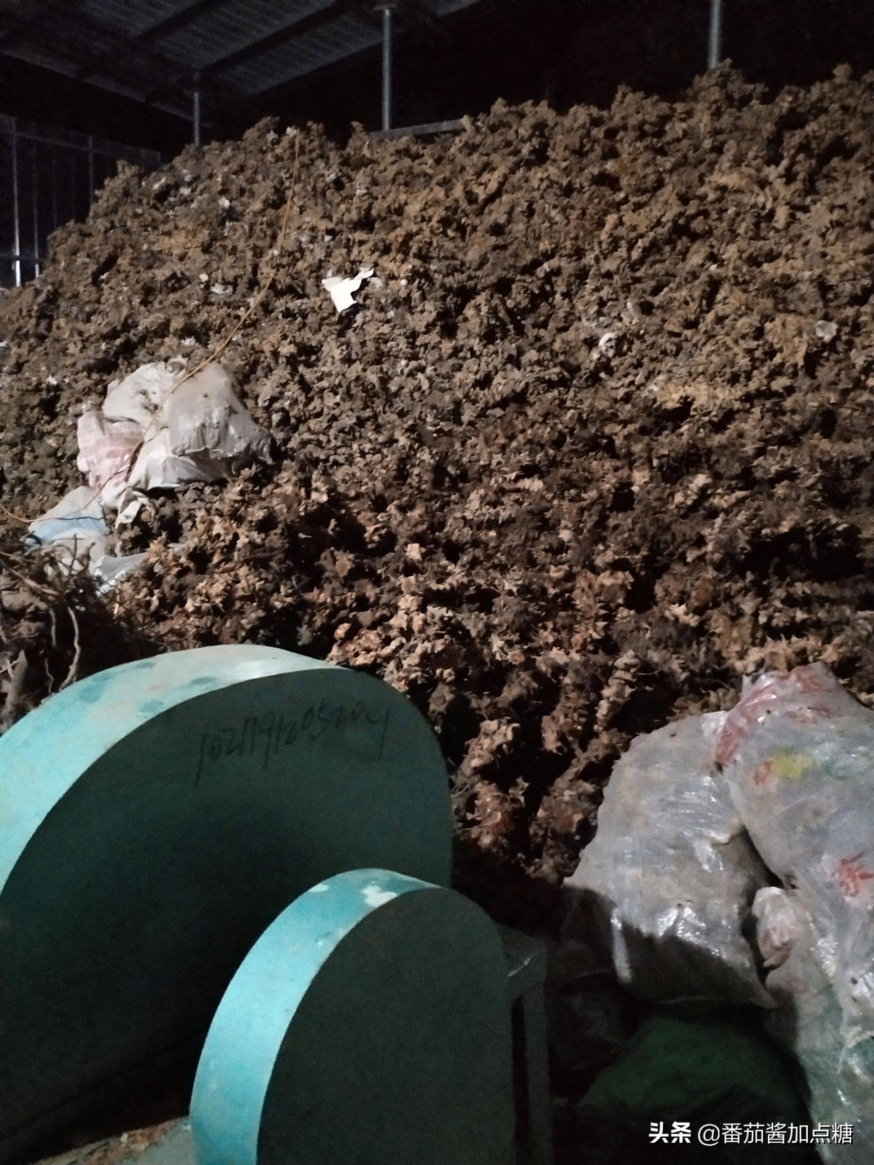 野生菝葜金刚刺,菝葜种植