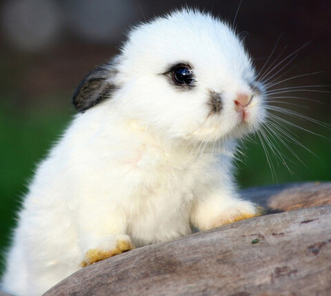 刚出生的兔子怎么喂养,兔子出生多长时间才可以单独喂养